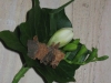 corsage_09