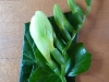 corsage_26